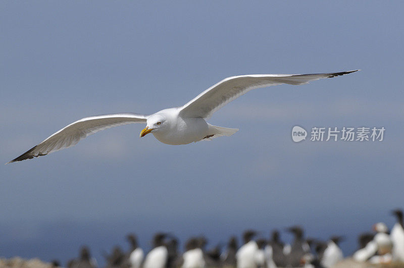 海鸥,Larus ridibundus